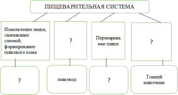 ПИЩЕВАРИТЕЛЬНАЯ СИСТЕМА,Измельчение пищи, смачивание слюной, формирование пищевого кома,?,Переваривание пищи,?,?,пищевод,?,Тонкий кишечник