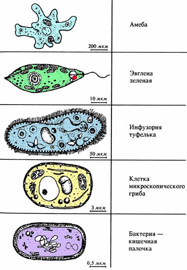 http://900igr.net/datai/biologija/Kletka-v-organizme/0011-015-Odnokletochnye-organizmy.jpg