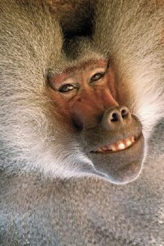 136 Best Cheeky monkeys images | Animals wild, Animals beautiful, Cute  animals