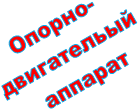 Опорно-
двигательый
аппарат