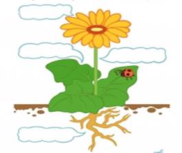 Строение цветка. Цветная иллюстрация — скачать и распечатать. Растения — Цветы. «МААМ—картинки». Воспитателям детских садов, школьным учителям и педагогам - Маам.ру