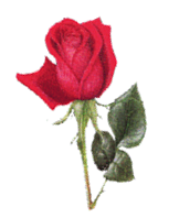 roza9_8