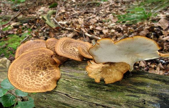 http://mycoweb2.narod.ru/Submitted/AWP/Polyporus_squamosus_AWP_20100808.jpg
