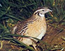 coturnix_coturnix-400