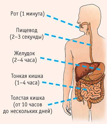 Ð Ð¸Ñ. 1. ÐŸÐ¸Ñ‰ÐµÐ²Ð°Ñ€Ð¸Ñ‚ÐµÐ»ÑŒÐ½Ñ‹Ð¹ ÐºÐ°Ð½Ð°Ð» Ð¸ Ð¿Ñ€Ð¾Ð´Ð¾Ð»Ð¶Ð¸Ñ‚ÐµÐ»ÑŒÐ½Ð¾ÑÑ‚ÑŒ Ð¿Ñ€Ð¾Ñ†ÐµÑÑÐ° Ð¾Ñ‚Ð´ÐµÐ»ÑŒÐ½Ñ‹Ñ… ÑÑ‚Ð°Ð´Ð¸Ð¹ Ð¿Ð¸Ñ‰ÐµÐ²Ð°Ñ€ÐµÐ½Ð¸Ñ:  Ñ€Ð¾Ñ‚ (1 Ð¼Ð¸Ð½ÑƒÑ‚Ð°); Ð¿Ð¸Ñ‰ÐµÐ²Ð¾Ð´ (2â€“3 ÑÐµÐºÑƒÐ½Ð´Ñ‹); Ð¶ÐµÐ»ÑƒÐ´Ð¾Ðº (2â€“4 Ñ‡Ð°ÑÐ°); Ñ‚Ð¾Ð½ÐºÐ°Ñ ÐºÐ¸ÑˆÐºÐ° (1â€“4 Ñ‡Ð°ÑÐ°); Ñ‚Ð¾Ð»ÑÑ‚Ð°Ñ ÐºÐ¸ÑˆÐºÐ° (Ð¾Ñ‚ 10 Ñ‡Ð°ÑÐ¾Ð² Ð´Ð¾ Ð½ÐµÑÐºÐ¾Ð»ÑŒÐºÐ¸Ñ… Ð´Ð½ÐµÐ¹) 