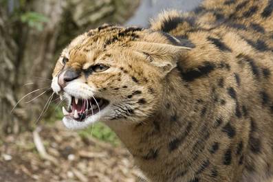 http://interesnoewmire.ru/wp-content/uploads/2014/01/Leptailurus-serval10.jpg
