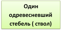 Один  одревесневший  стебель ( ствол)