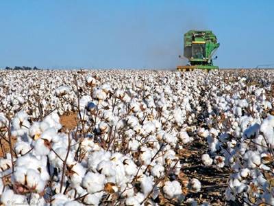 http://www.bewebart.com/bewebart/wp-content/plugins/cotton-agriculture-765.jpg