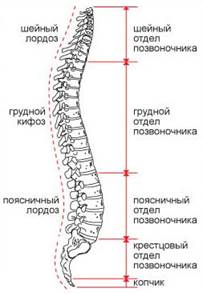 Отделы и изгибы позвоночника