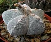 astrophytum myriostigma