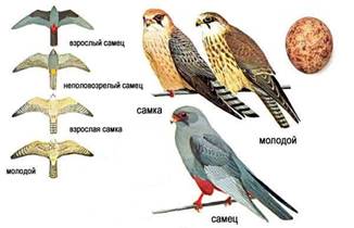 Кобчик-птица-Описание-особенности-и-среда-обитания-птицы-кобчика-8
