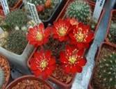 aylostera deminuta