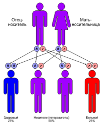 https://upload.wikimedia.org/wikipedia/commons/thumb/6/65/Autorecessive_ru.svg/220px-Autorecessive_ru.svg.png