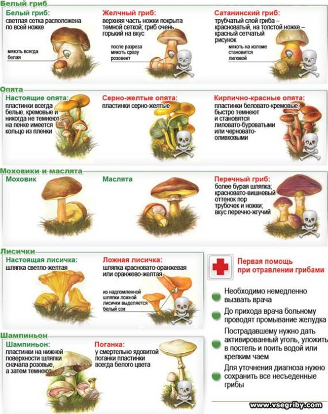 Грибы двойники