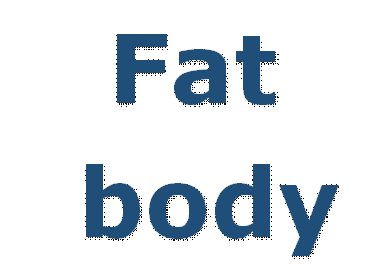 Fat
 body
