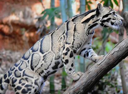 http://cameralabs.org/media/camera/fotodny/avgust/dymchatyi_leopard.jpg