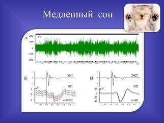 Медленный сон 
