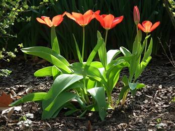 5 Tulpen in der Mittagssonne.JPG