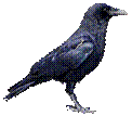 Вороны PNG фото скачать, ворона ворон PNG