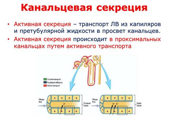 Механизмы канальцевой секреции