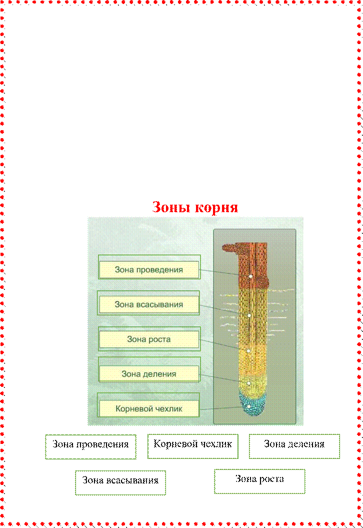 Корневая зона dns что это