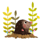 родинка, крот, животное png | PNGEgg