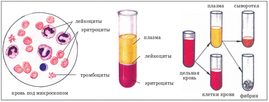 Состав крови, клетки крови. Эритроциты – онлайн-тренажер для подготовки к  ЕНТ, итоговой аттестации