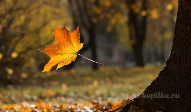 https://ped-kopilka.ru/upload/blogs2/2023/9/1_51c07e69516caa59f79fb0df1016ab90.jpg.jpg