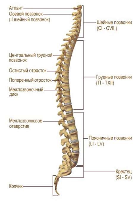 Остистый отросток фото