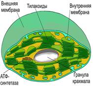 ÐšÐ°Ñ€Ñ‚Ð¸Ð½ÐºÐ¸ Ð¿Ð¾ Ð·Ð°Ð¿Ñ€Ð¾ÑÑƒ Ð¿Ð»Ð°ÑÑ‚Ð¸Ð´Ñ‹