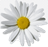 https://e7.pngegg.com/pngimages/801/40/png-clipart-chamomile-chamomile-image-file-formats-annual-plant.png