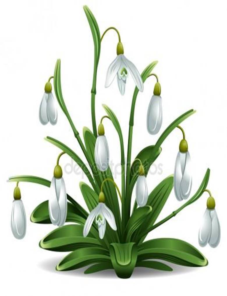 https://st.depositphotos.com/1903923/1678/v/450/depositphotos_16787069-stock-illustration-snowdrops.jpg