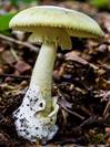 https://waydom.ru/media/uploads/mushrooms/amanita-phalloides/amanita-phalloides.jpg