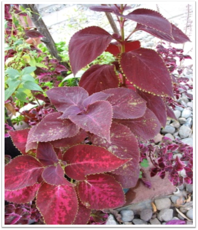 Колеус (Coleus)