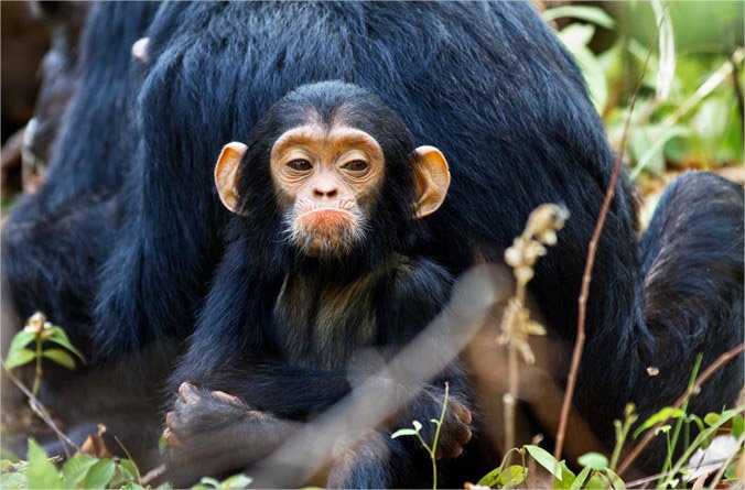 JaneGoodallInstitute on Twitter: "This little #chimpanzee does not have  that #FridayFeeling. Someone must have taken the last piece of fruit!  https://t.co/TmNBjYAte2"