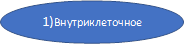 1)Внутриклеточное