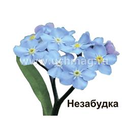 ÐšÐ°Ñ€Ñ‚Ð¸Ð½ÐºÐ¸ Ð¿Ð¾ Ð·Ð°Ð¿Ñ€Ð¾ÑÑƒ Ñ†Ð²ÐµÑ‚Ñ‹ Ð½ÐµÐ·Ð°Ð±ÑƒÐ´ÐºÐ° Ð´Ð»Ñ Ð´ÐµÑ‚ÐµÐ¹ Ñ„Ð¾Ñ‚Ð¾