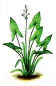 http://flowerlib.ru/books/item/f00/s00/z0000017/pic/000110.jpg