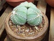 astrophitum asterias
