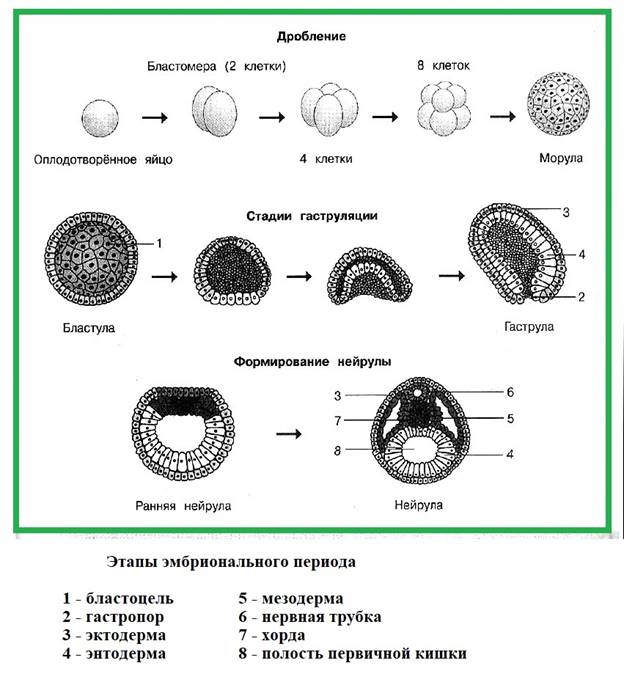 Рассмотрите рисунок определите стадию эмбриогенеза хордового животного