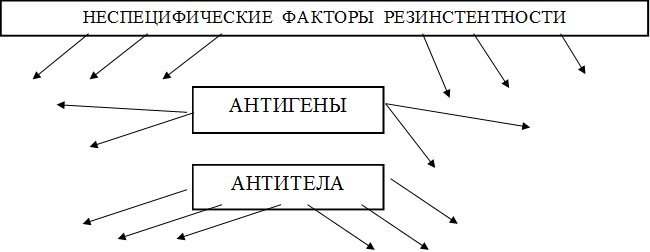 НЕСПЕЦИФИЧЕСКИЕ  ФАКТОРЫ  РЕЗИНСТЕНТНОСТИ



,АНТИГЕНЫ,АНТИТЕЛА