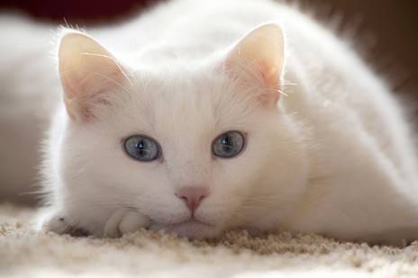 Cats_White_Glance_360948