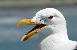 https://www.publicdomainpictures.net/pictures/300000/nahled/seagull-1562721802opI.jpg