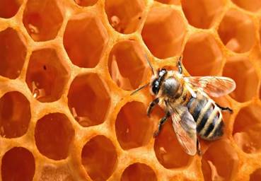 Описание: Пчела на медовых сотах..