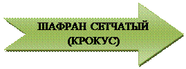 Стрелка вправо с вырезом: ШАФРАН СЕТЧАТЫЙ (КРОКУС)