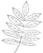 leaf01