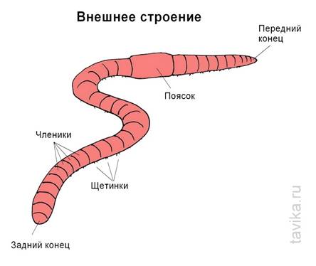 внешнее строение дождевого червя