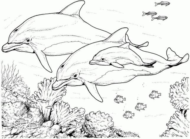 http://uspcolumns.info/library/d/dolphin-for-kids-coloring-page/dolphin-for-kids-coloring-page-05.jpg