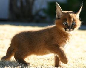 http://catfur.ru/uploads/posts/2014-08/1408091730_4.jpg
