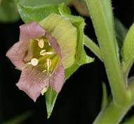 Легенды о цветах.